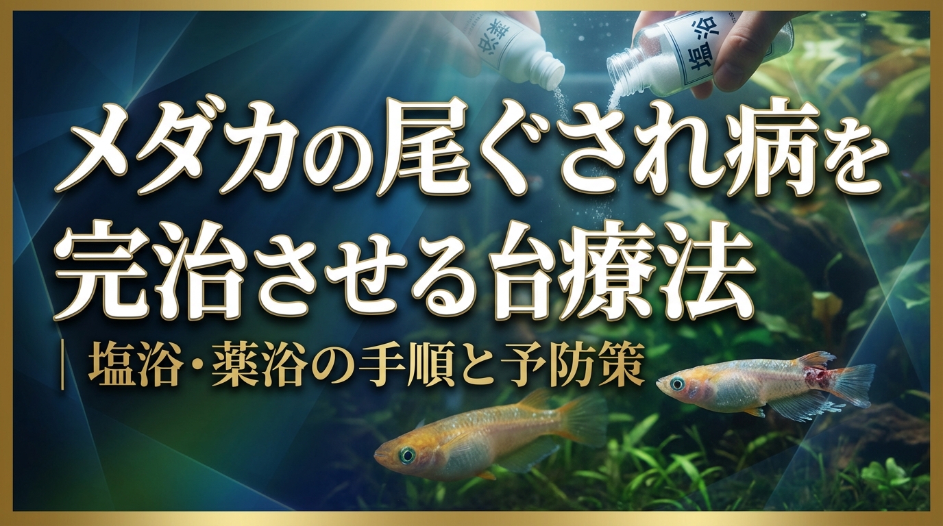 メダカの尾ぐされ病を完治させる治療法｜塩浴・薬浴の手順と予防策
