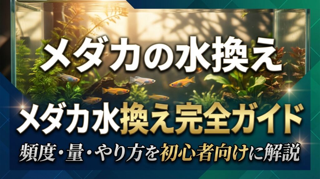 メダカの水換え完全ガイド｜頻度・量・やり方を初心者向けに解説