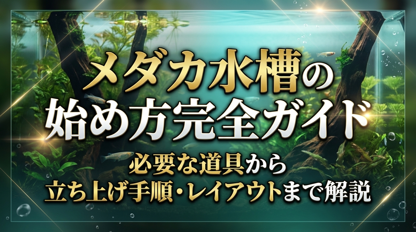 メダカ水槽の始め方完全ガイド｜必要な道具から立ち上げ手順・レイアウトまで解説