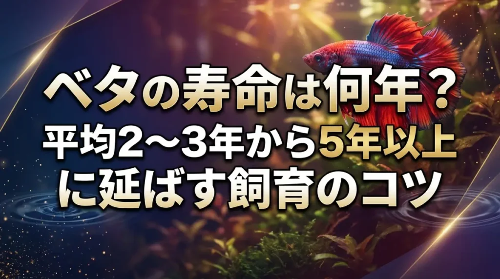ベタの寿命は何年？平均2〜3年から5年以上に延ばす飼育のコツ