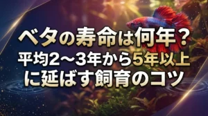 ベタの寿命は何年？平均2〜3年から5年以上に延ばす飼育のコツ