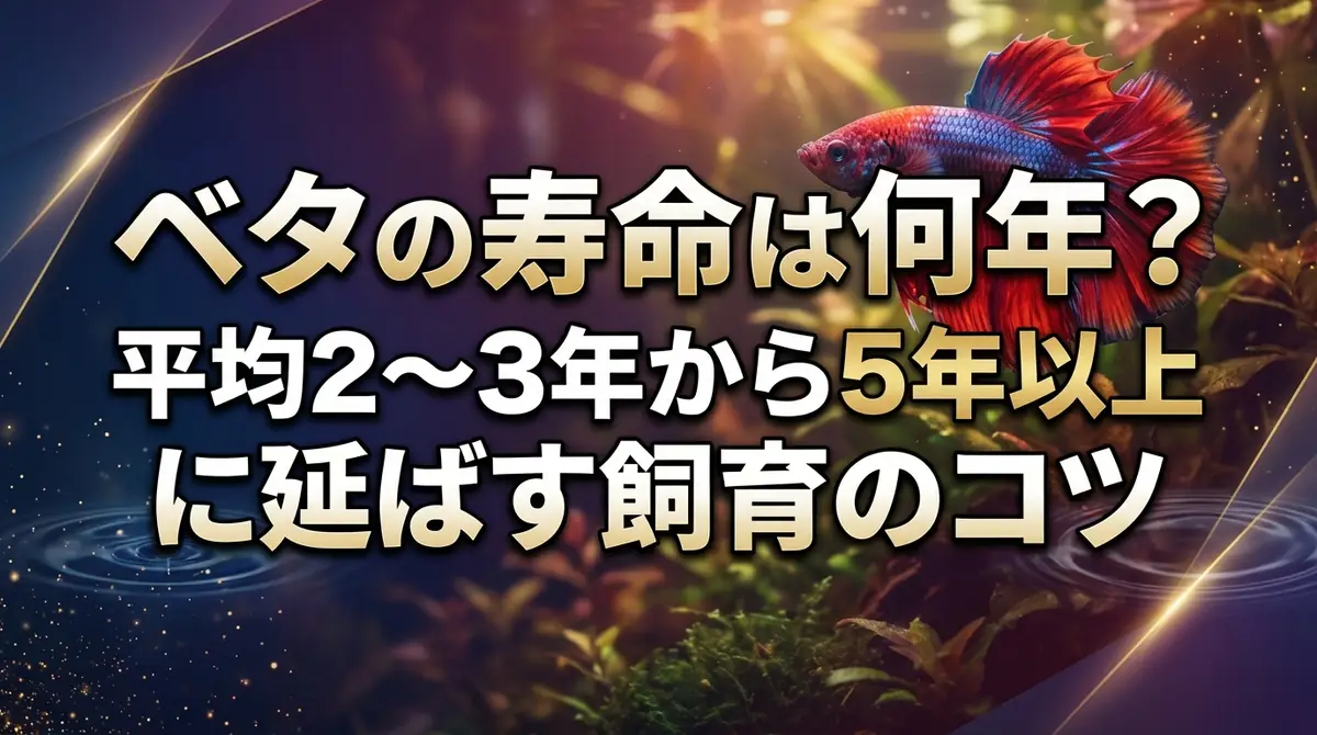 ベタの寿命は何年？平均2〜3年から5年以上に延ばす飼育のコツ