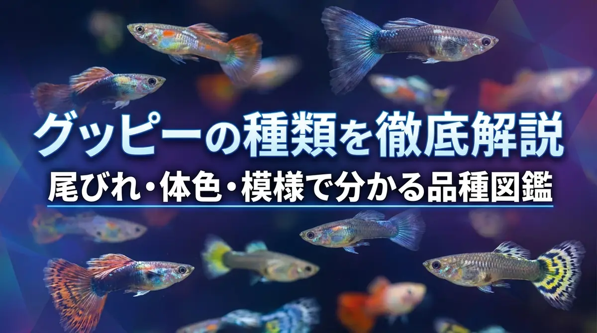 グッピーの種類を徹底解説｜尾びれ・体色・模様で分かる品種図鑑