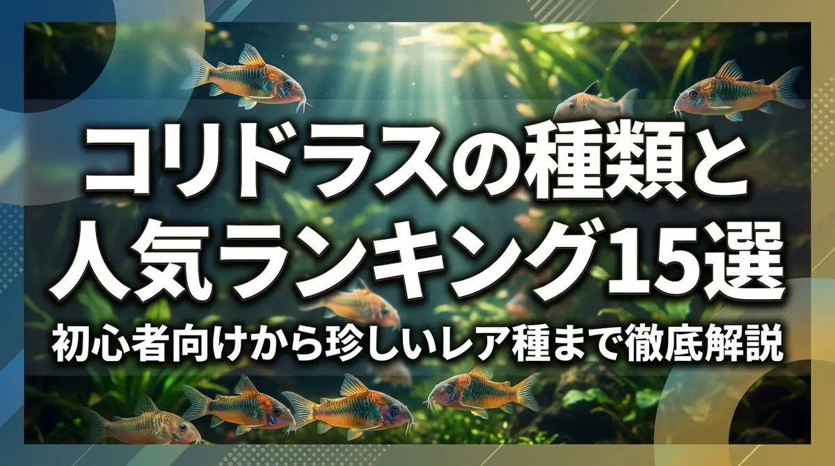 コリドラスの種類と人気ランキング15選｜初心者向けから珍しいレア種まで徹底解説