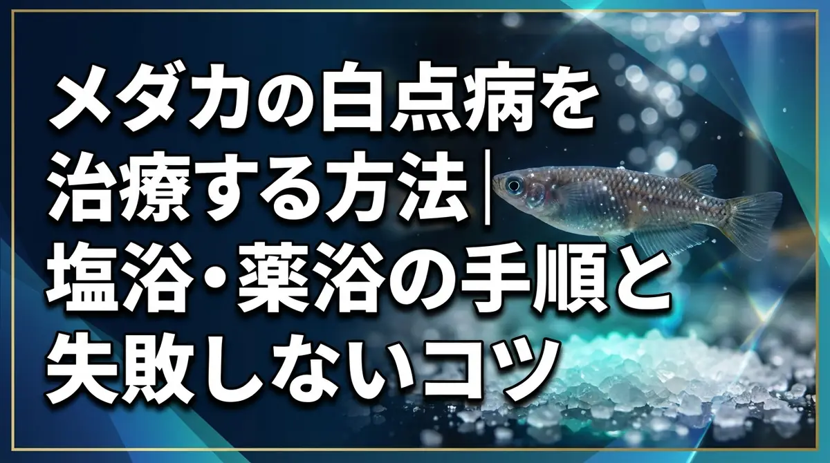 メダカの白点病を治療する方法｜塩浴・薬浴の手順と失敗しないコツ