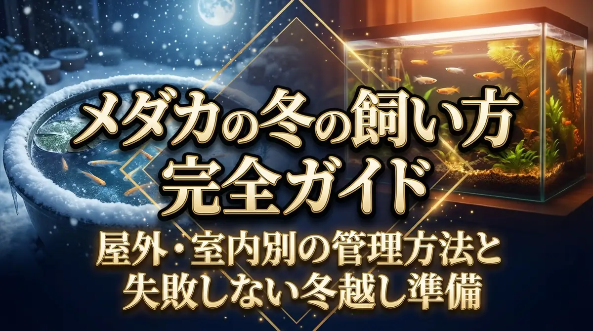 メダカの冬の飼い方完全ガイド|屋外・室内別の管理方法と失敗しない冬越し準備
