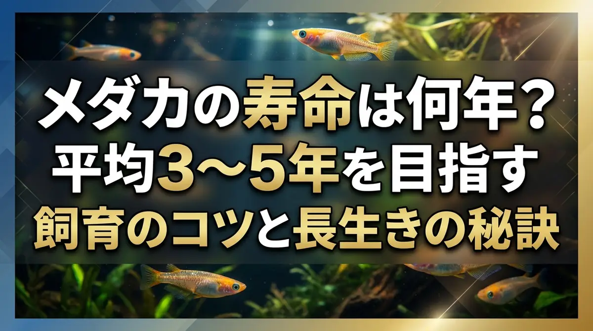 メダカの寿命は何年?平均3〜5年を目指す飼育のコツと長生きの秘訣