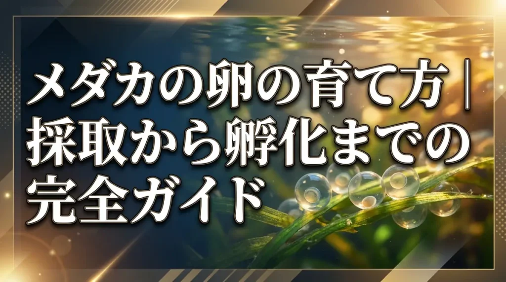 メダカの卵の育て方｜採取から孵化までの完全ガイド