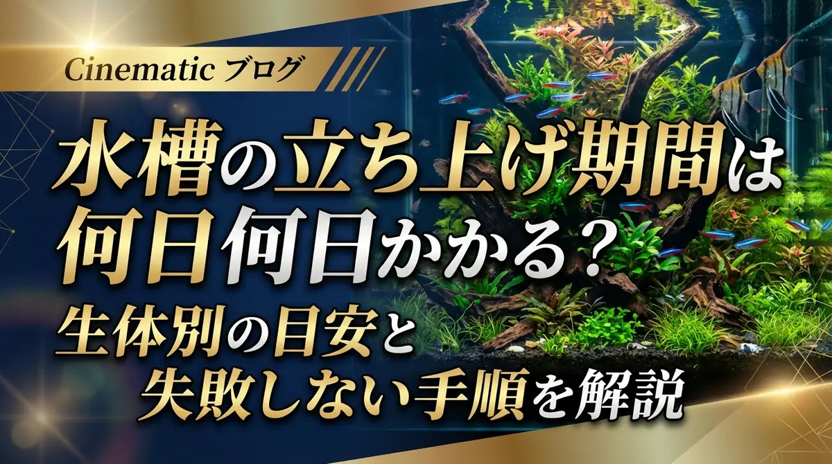 水槽の立ち上げ期間は何日かかる?生体別の目安と失敗しない手順を解説